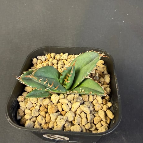 アガベ　チタノタ　魔丸 子株　901