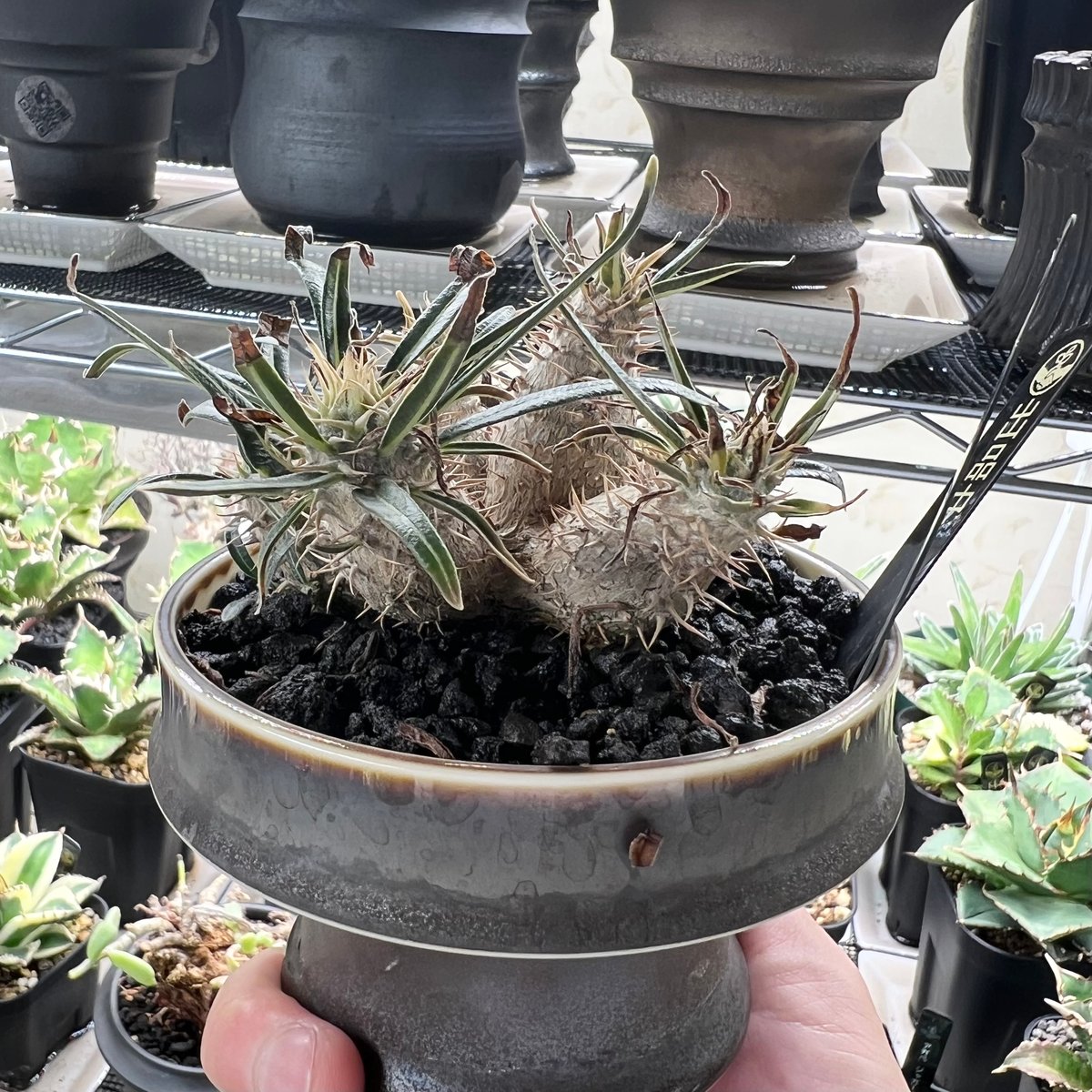 2019 実生 多頭美株 コレクション パキポディウム グラキリス 9cm