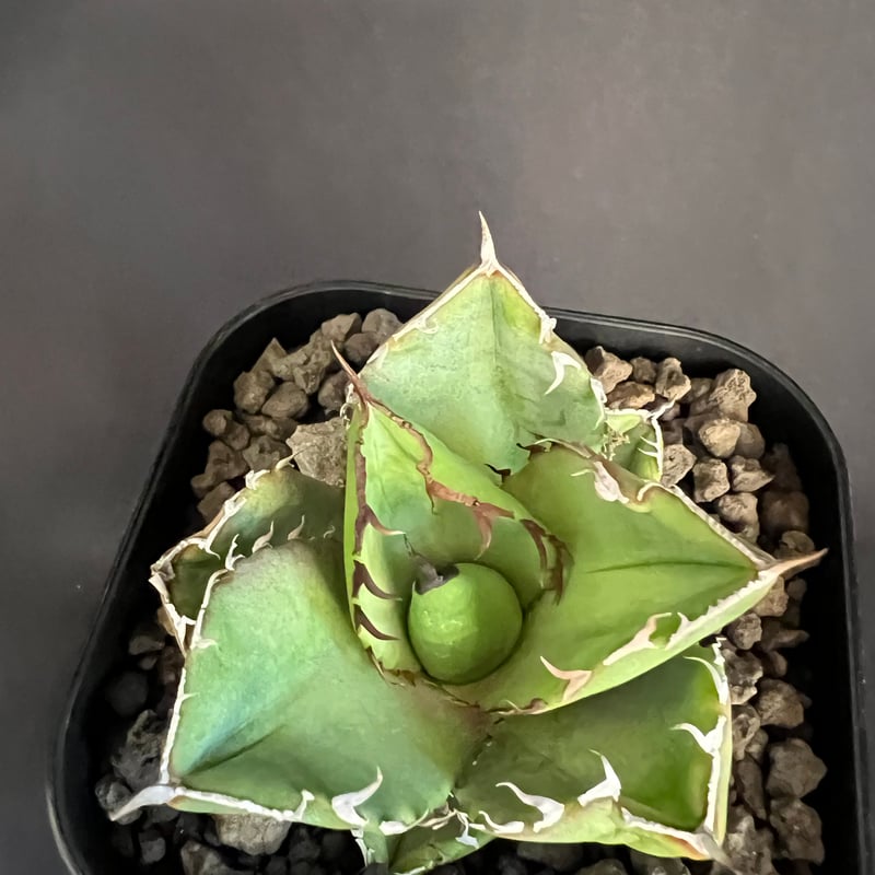 アガベ チタノタ 窮奇30 | HANDS PLANTS