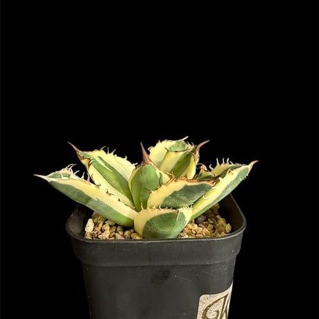 スナグルトゥース | STORES