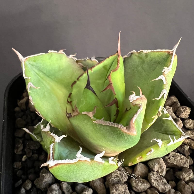 アガベ チタノタ 窮奇30 | HANDS PLANTS