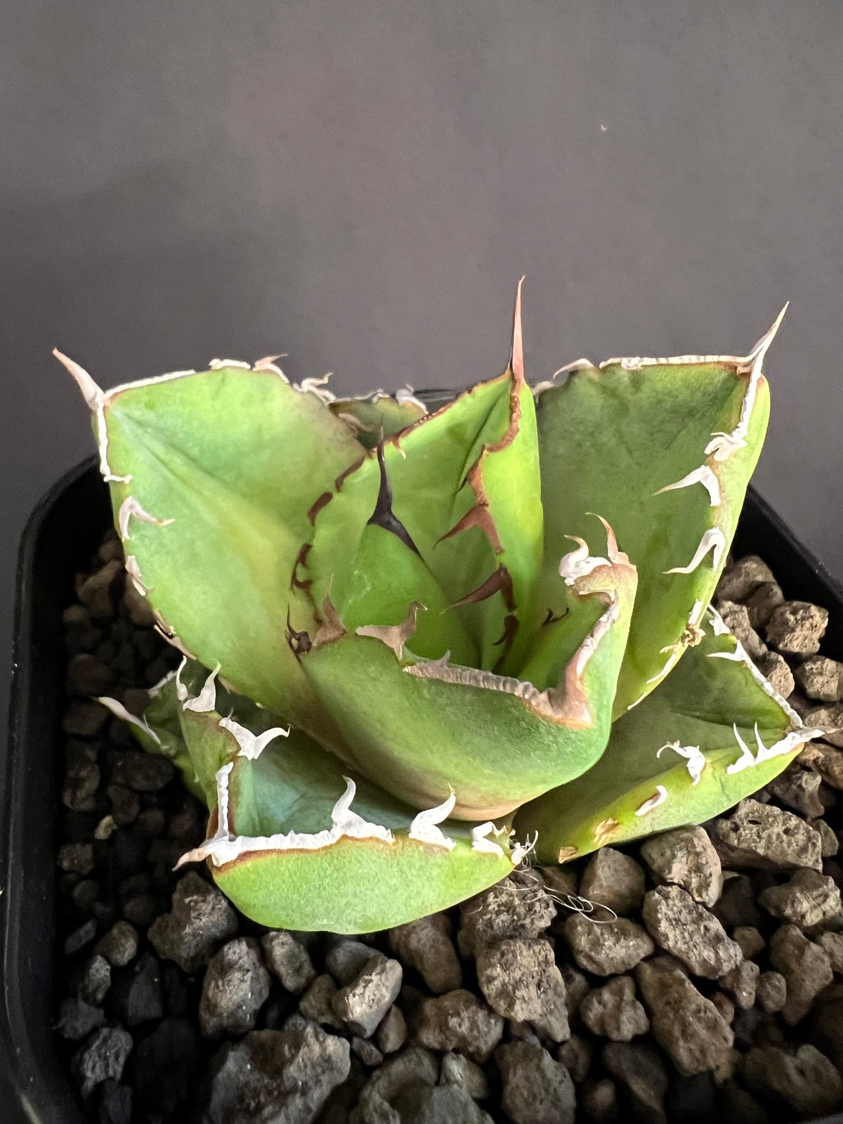 アガベ チタノタ 窮奇 アガベ チタノタ 窮奇