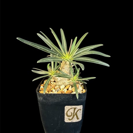 パキポディウム | STORES