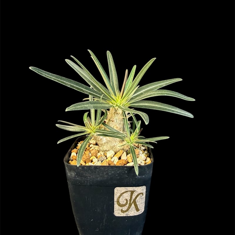 グラキリス 実生 13 kh | HANDS PLANTS