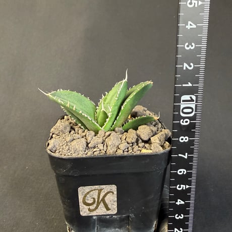 アガベ　南アフリカダイヤモンド  901