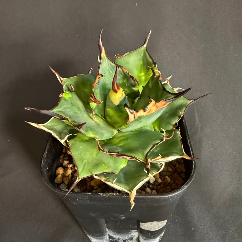 アガベ チタノタ ハデス 黒帝斯 105L28 | HANDS PLANTS