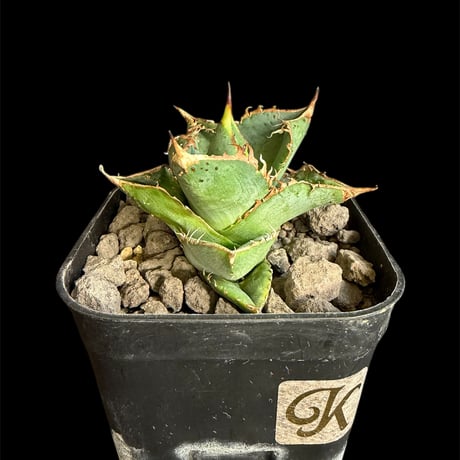 アガベチタノタハデス | STORES