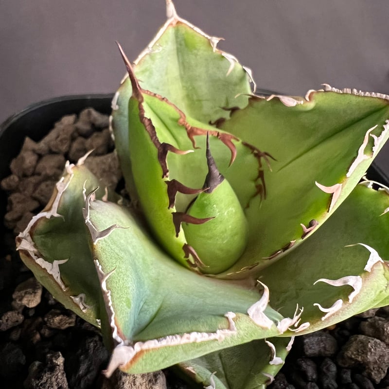 アガベ チタノタ 窮奇 アガベ チタノタ 窮奇 【龍園觀】 No.356 新品 アガベ チタノタ
