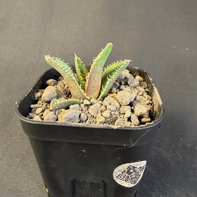 アガベ チタノタ 鰐亀（ワニガメ）子株 ⑤ | HANDS PLANTS