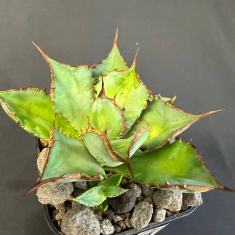 アガベ　チタノタ　シャークソード 子株901