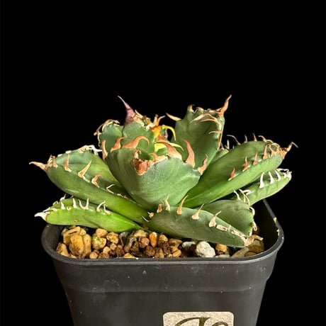 アガベ魔丸 | STORES