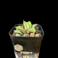アガベ チタノタ 鰐亀（ワニガメ）子株　⑧