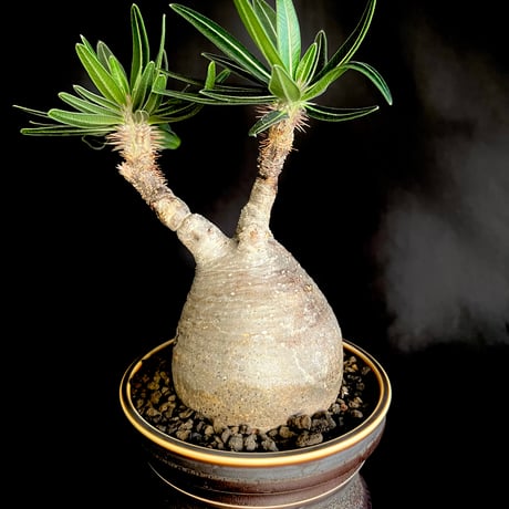 STORES 塊根植物の検索結果