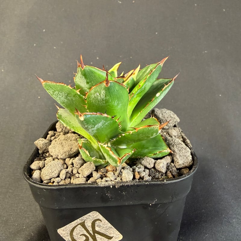 アガベ チタノタ 小島白刺 | HANDS PLANTS