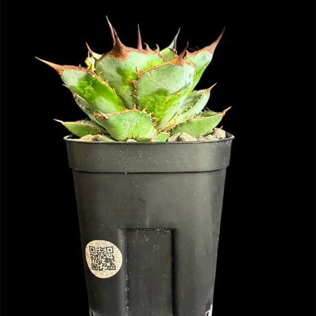 アガベチタノタ　シャークソード チタノタシャークソード | STORES