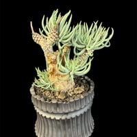 チレコドン・ペアルソニー（Tylecodon pearsonii）178