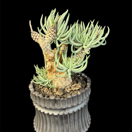 チレコドンペアルソニー | STORES