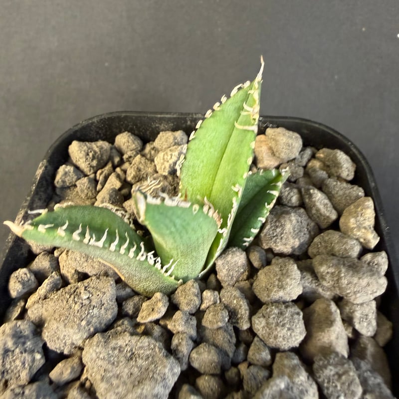 アガベ チタノタ 鰐亀（ワニガメ）子株 ⅲ | HANDS PLANTS