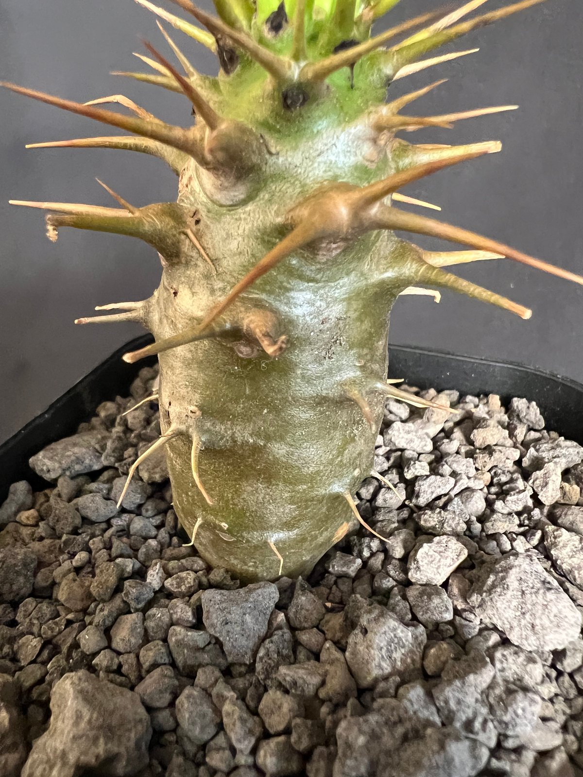 パキポディウム　アンボンゲンセ実生③ パキポディウム・アンボンゲンセ実生 ③ | HANDS PLANTS