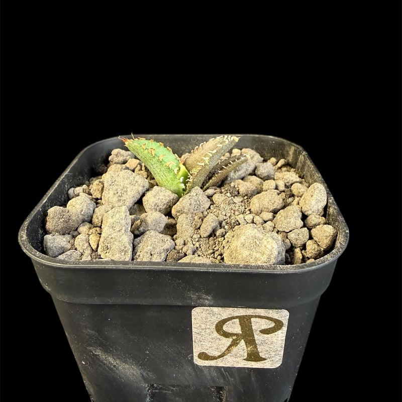 アガベ チタノタ 氷雹（ひょうひょう)子株 ⑧ | HANDS PLANTS