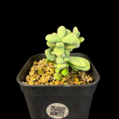 ケラリアピグマエア | STORES