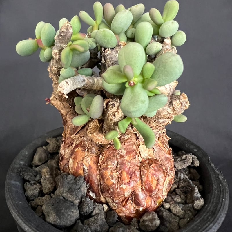 ケラリアピグマエア 現地株 発根済g | HANDS PLANTS