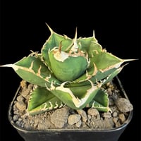 アガベ　南アフリカダイヤモンド  30 ⑦