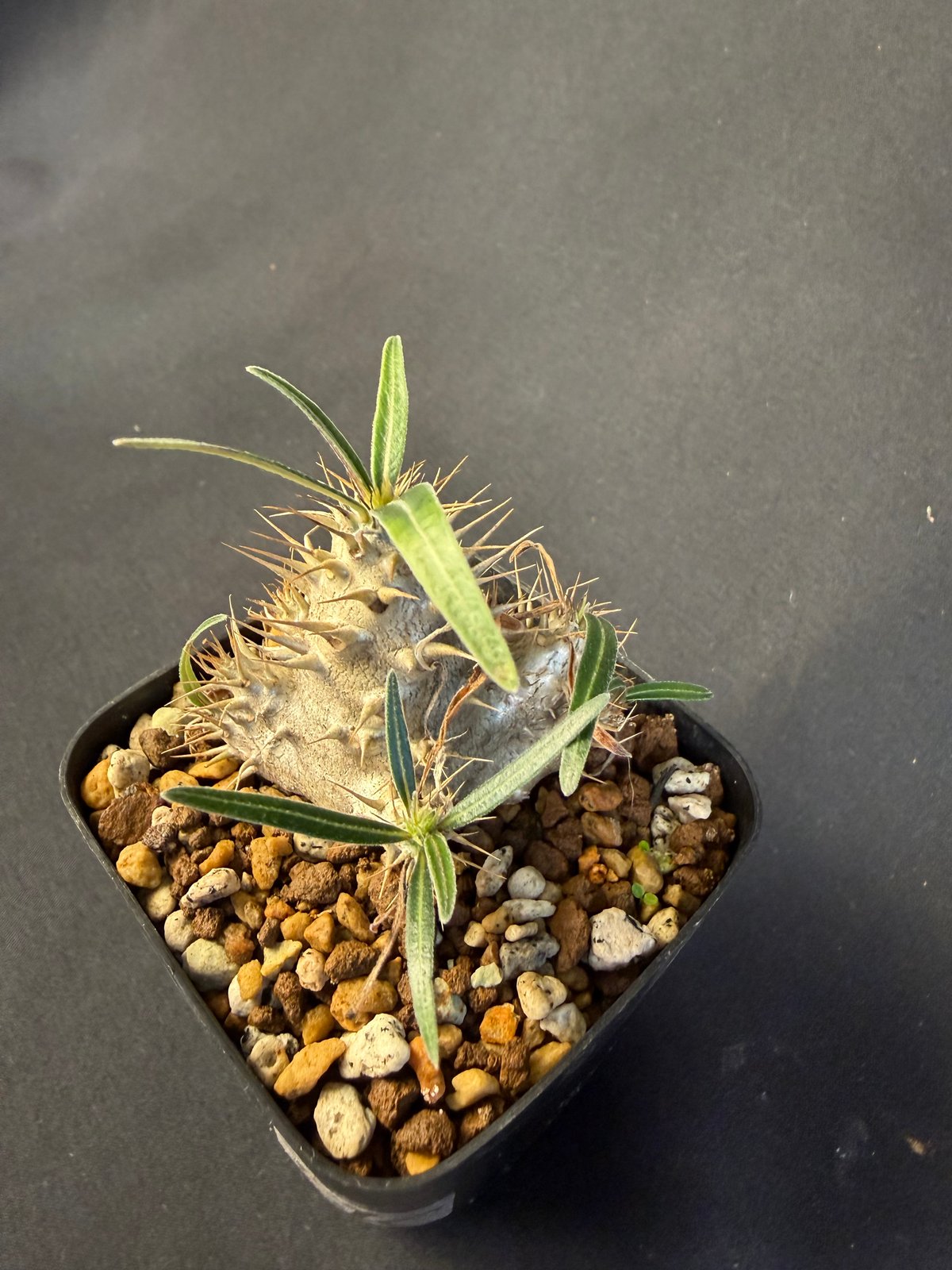 グラキリス 実生 13 c | HANDS PLANTS