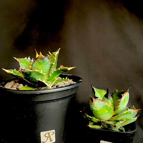 アガベ チタノタ レッドキャットウィーズル 中株 アガベ チタノタ レッド・キャットウィーズル / Agave titanota
