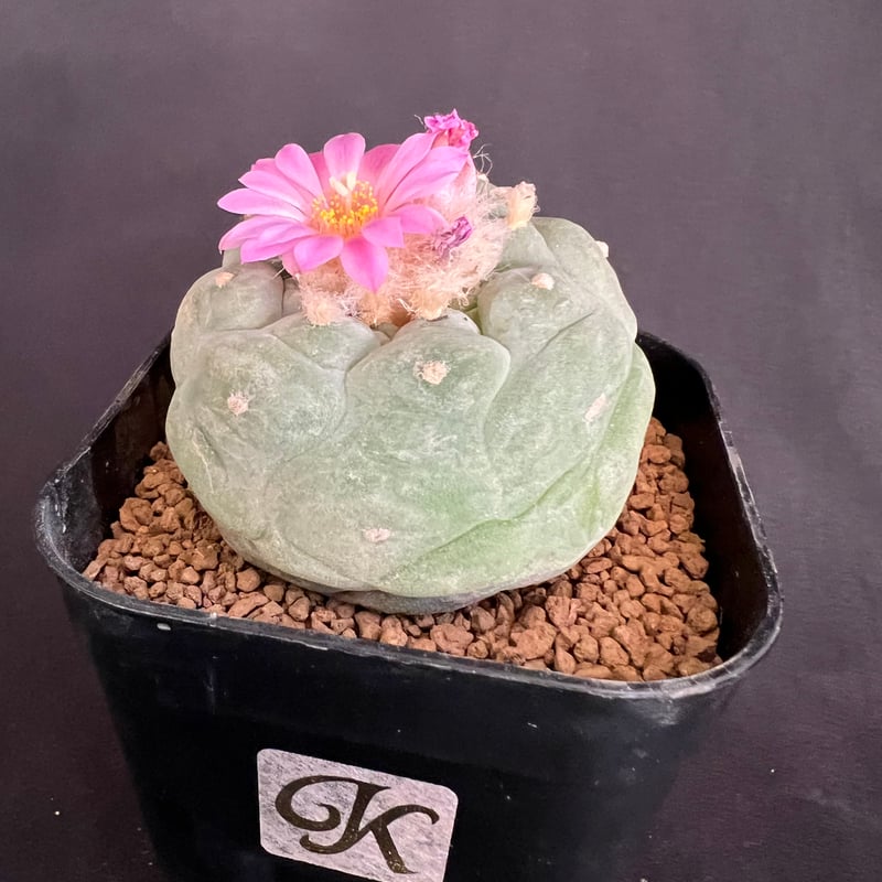 サボテン🌵ロフォフォラ銀冠玉 | HANDS PLANTS