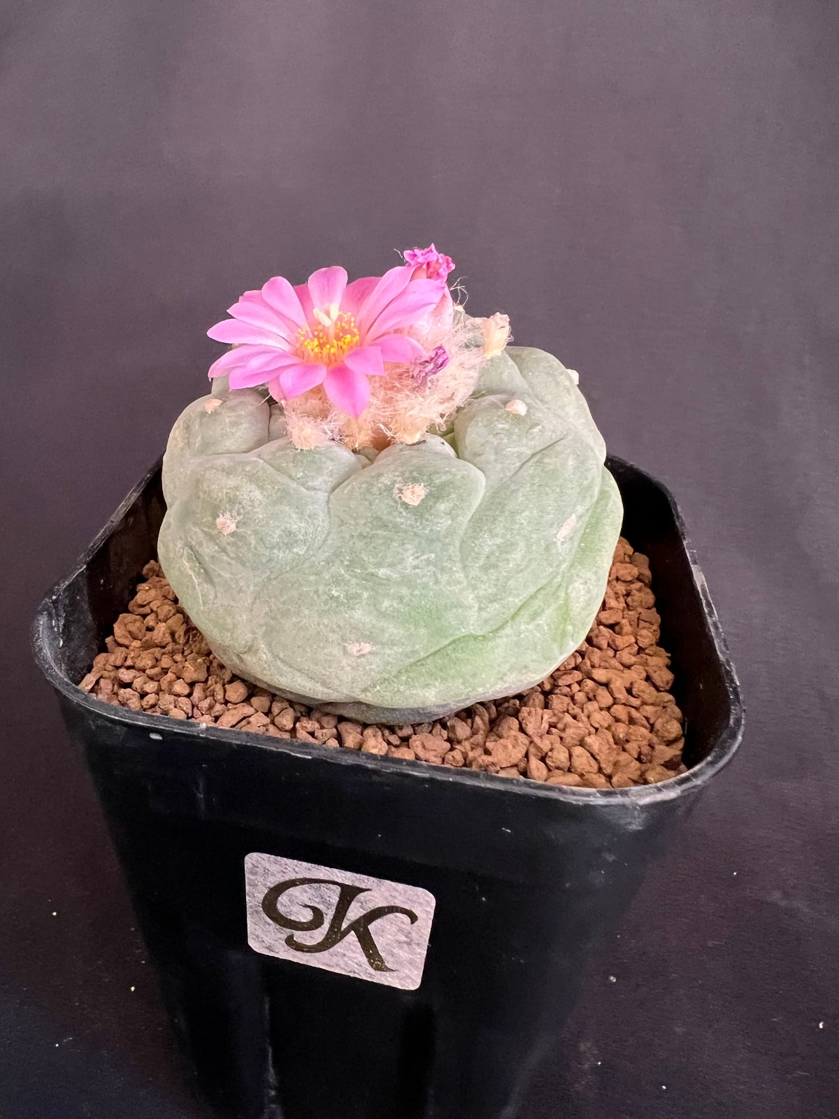 R*s様 多肉植物 銀冠玉 ロフォフォラ　特大株 サボテン🌵ロフォフォラ銀冠玉 | HANDS PLANTS