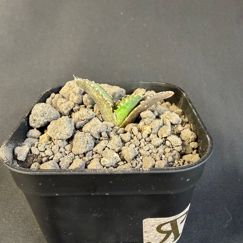 アガベ チタノタ 氷雹（ひょうひょう)子株 Ⅷ | HANDS PLANTS