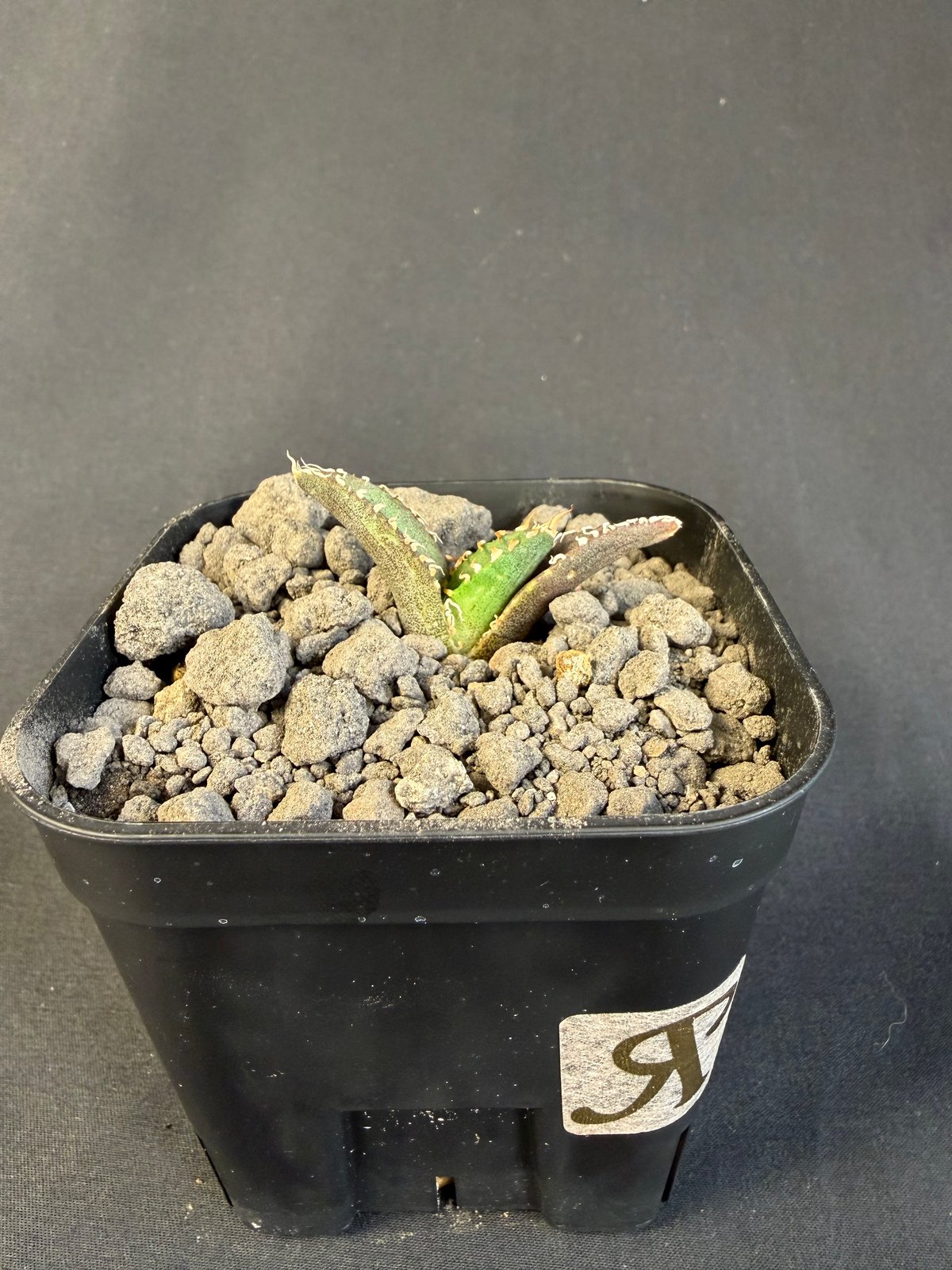 アガベ チタノタ 氷雹（ひょうひょう)子株 Ⅷ | HANDS PLANTS