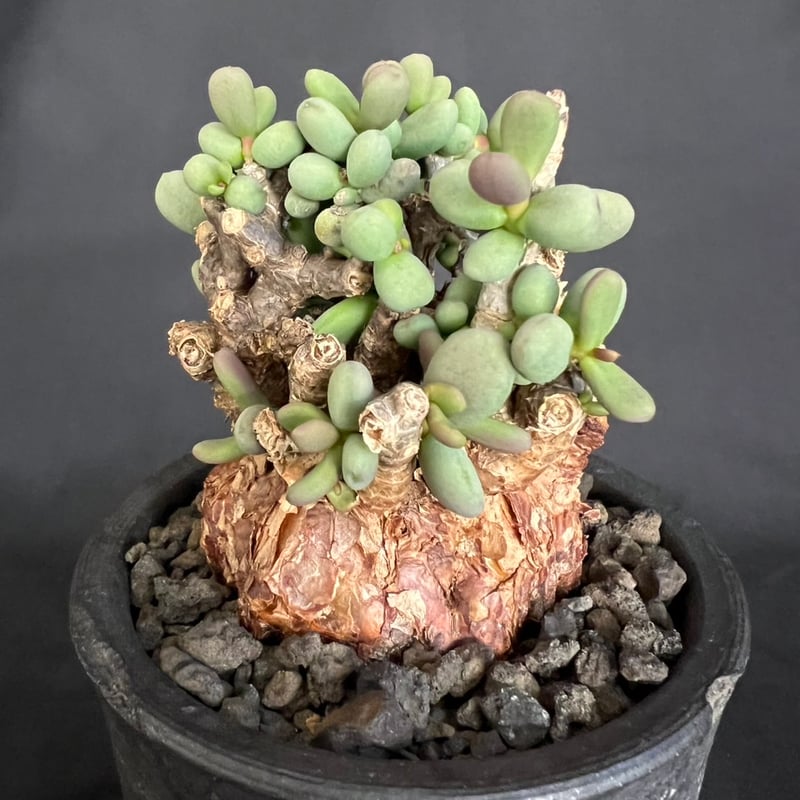 特大　ケラリアピグマエア　現地株 ケラリアピグマエア | STORES