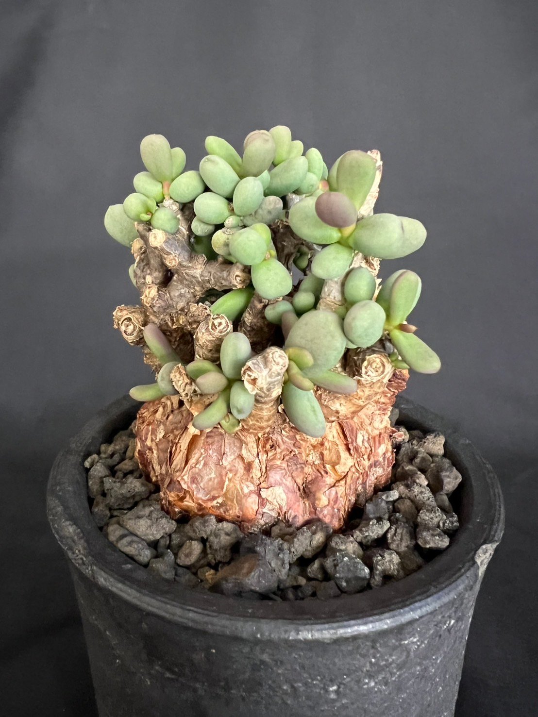 ケラリアピグマエア 現地株 発根済g | HANDS PLANTS