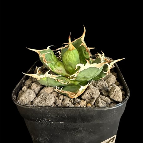 チタノタオテロイ | STORES