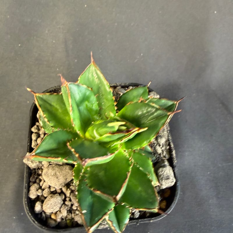 アガベ チタノタ 小島白刺 | HANDS PLANTS
