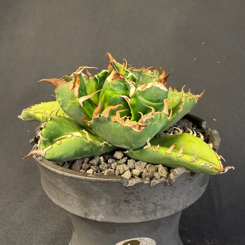 アガベ チタノタ 魔丸 鉢 63 | HANDS PLANTS