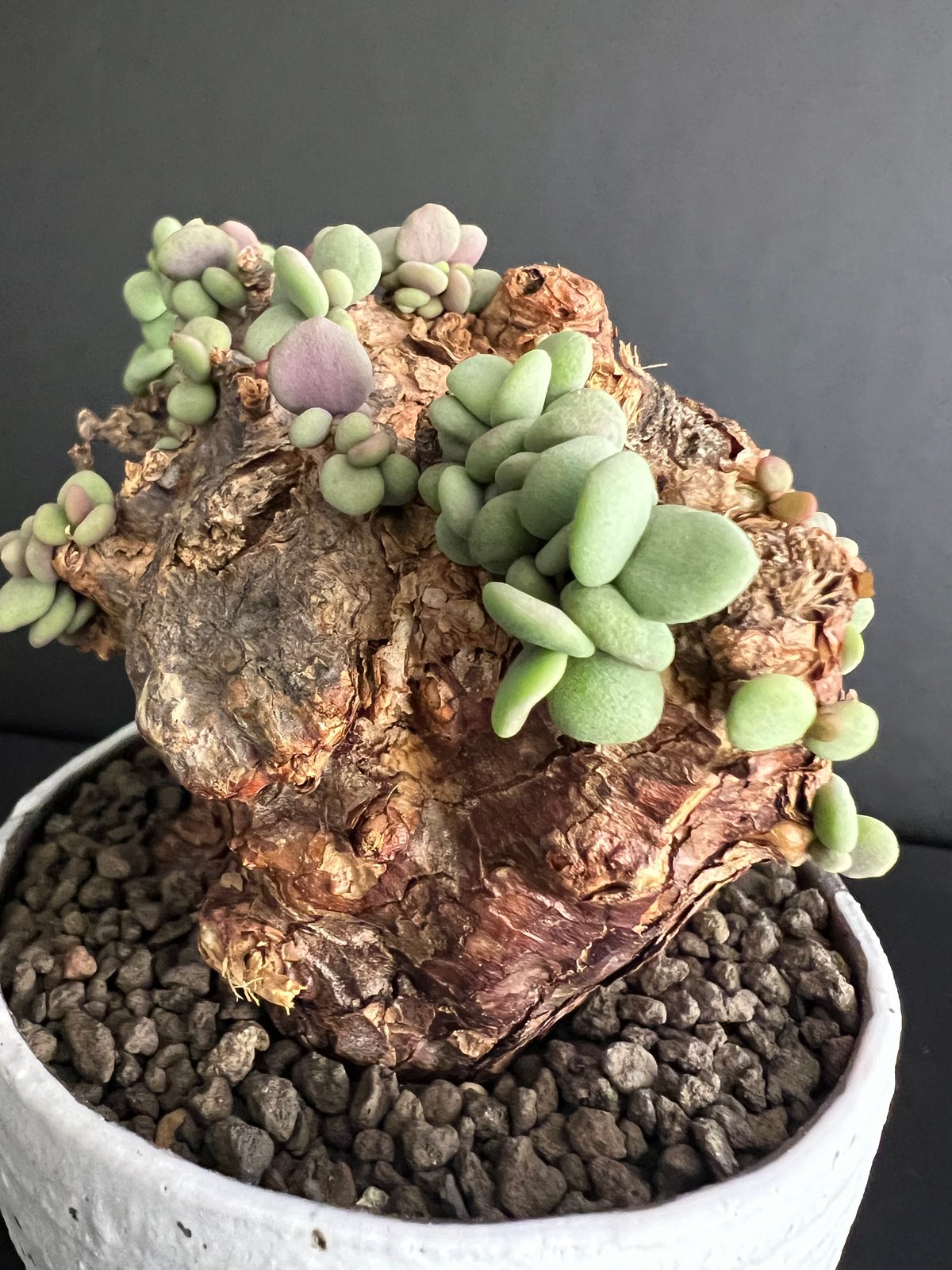 ケラリアピグマエア 現地株 発根済 b5 | HANDS PLANTS