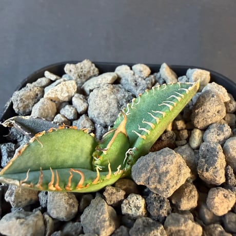 アガベ チタノタ 鰐亀（ワニガメ）子株 ⑧