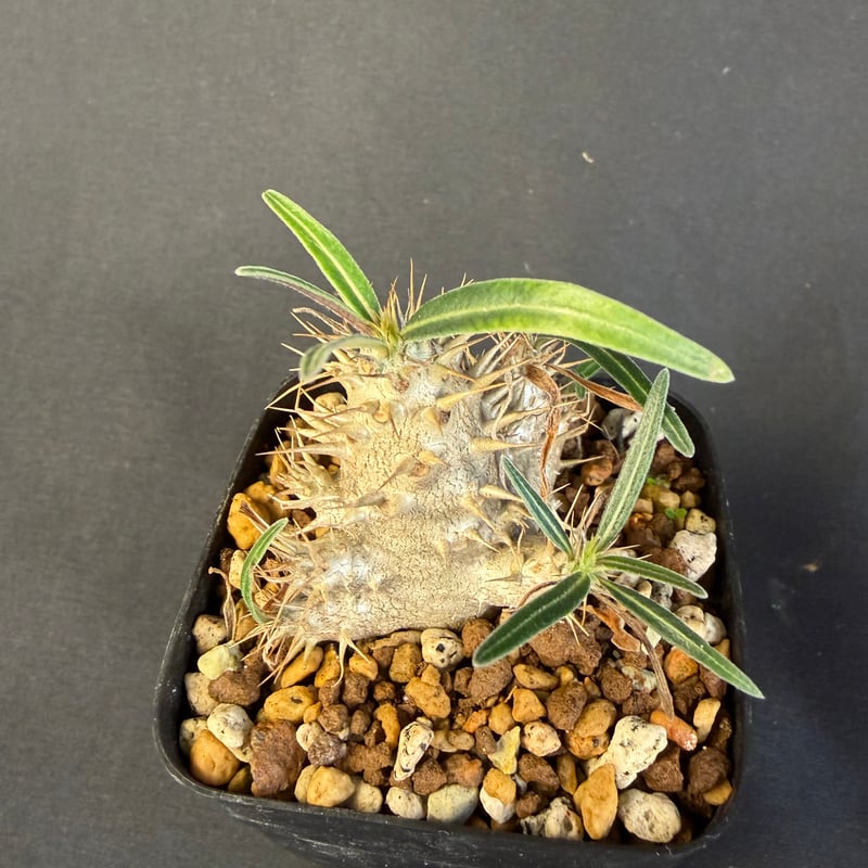 グラキリス 実生 13 c | HANDS PLANTS