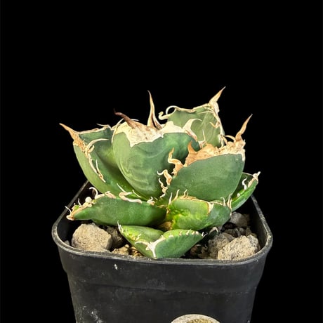 アガベsad | STORES