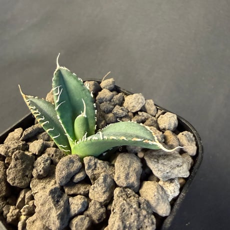 アガベ　南アフリカダイヤモンド  901  ②