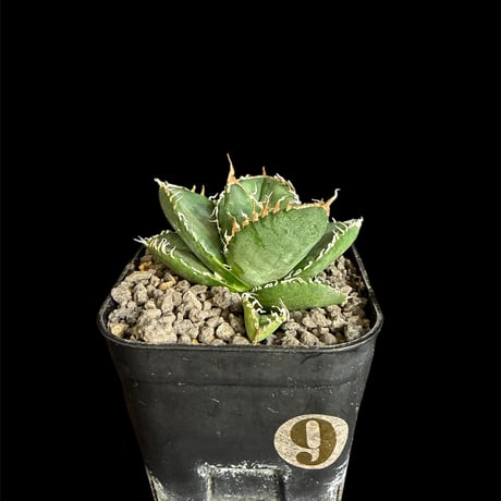 アガベSAD中株 アガベ SAD 中株 - メルカリ