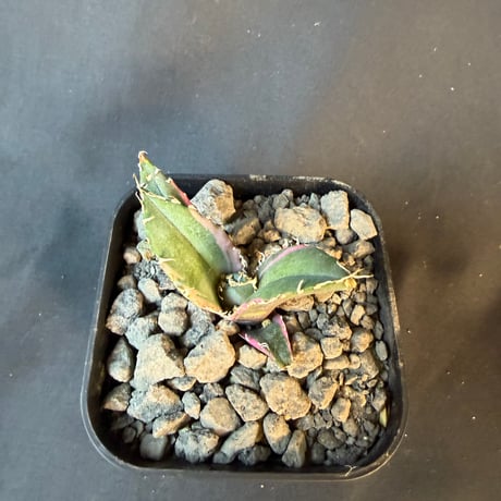 アガベ　チタノタ　白鯨錦　⑥