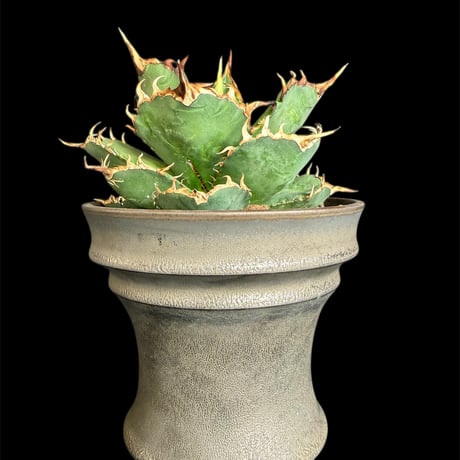 アガベチタノタ姫厳竜 | STORES