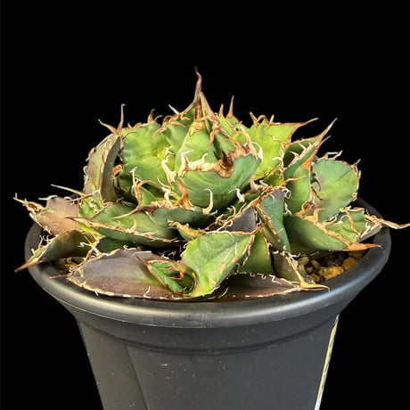 アガベチタノタシーザー | STORES