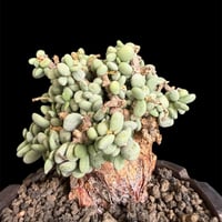 ケラリアピグマエア 現地株 発根済g | HANDS PLANTS