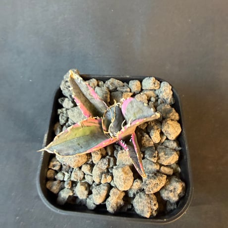 アガベ　チタノタ　白鯨錦　⑧