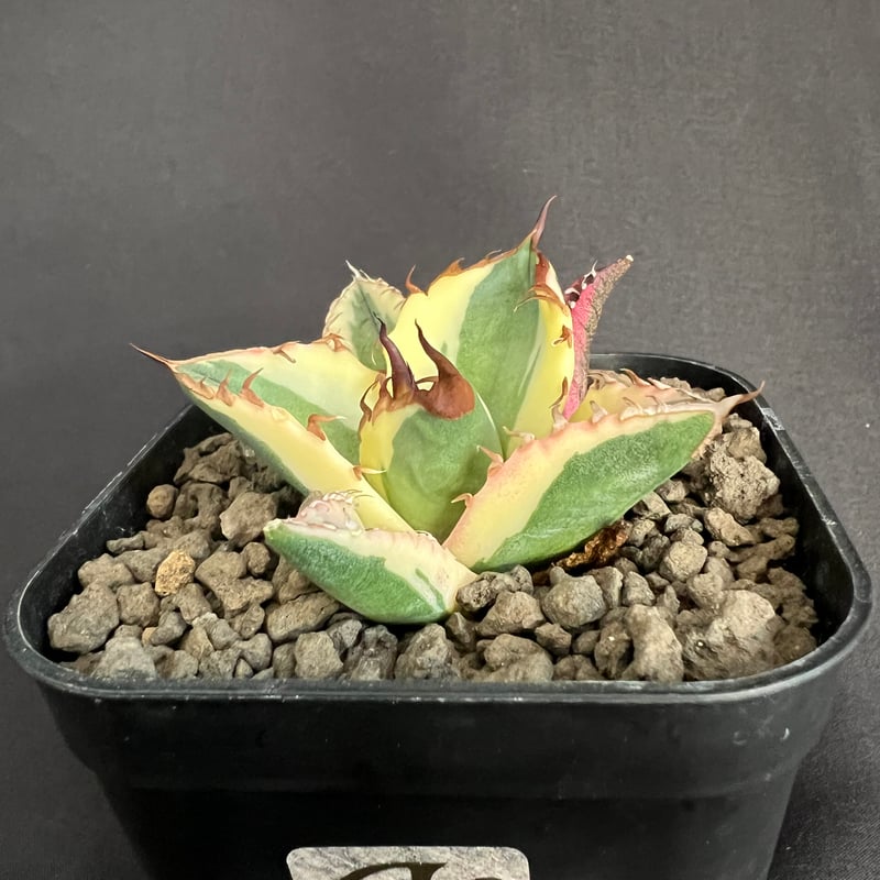 アガベ チタノタ スナグルトゥース③ | HANDS PLANTS